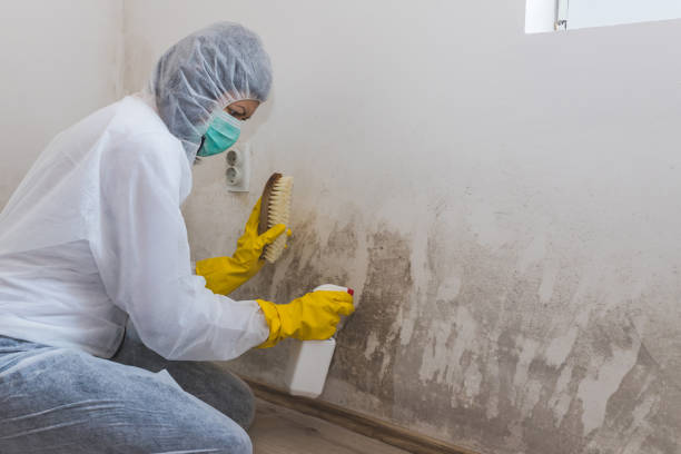 Best Basement Mold Removal  in South Chicago Heights, IL