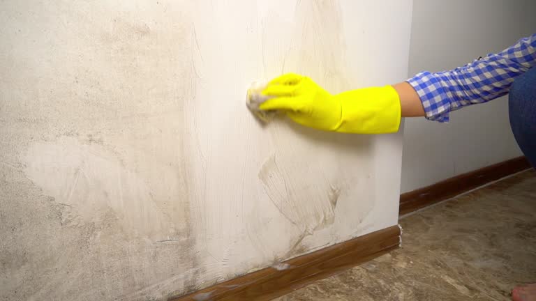 Best Attic Mold Removal  in South Chicago Heights, IL