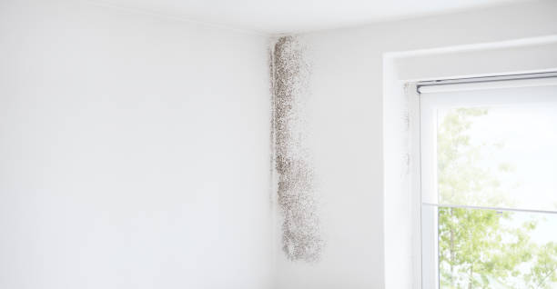 Best Mold Prevention Services  in South Chicago Heights, IL